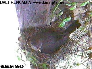 amsel6.jpg (23981 Byte)