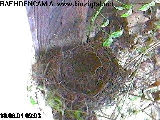 Amsel Nest
